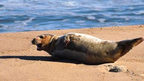 Ocean City says to keep an eye out for stranded seals on beaches