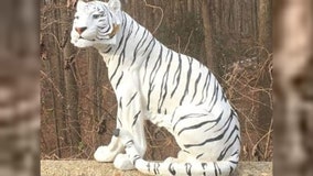 Did you see a white tiger on the side of the road in Montgomery County? You weren’t the only one!