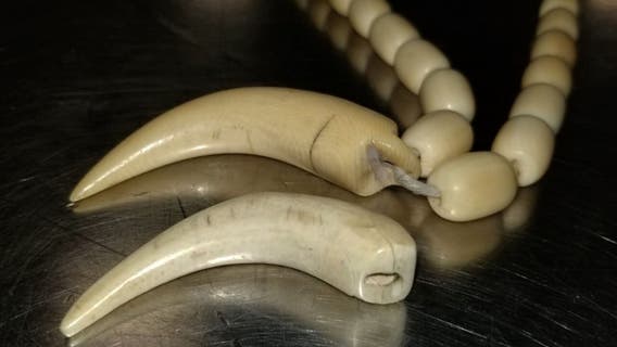 Fredericksburg man charged with selling elephant, whale ivory