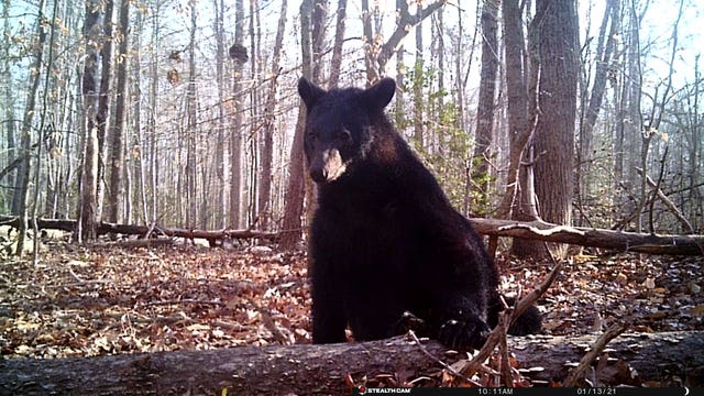 Black bear stops by wildlife camera at Prince William Forest Park for "photo shoot"