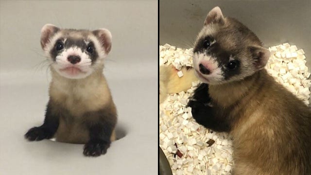 An endangered species in the U.S. has been cloned for the first time