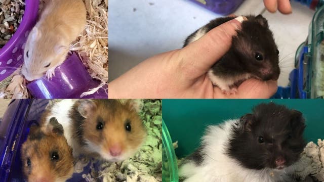 Hamsters available for adoption at Prince William County Animal Shelter