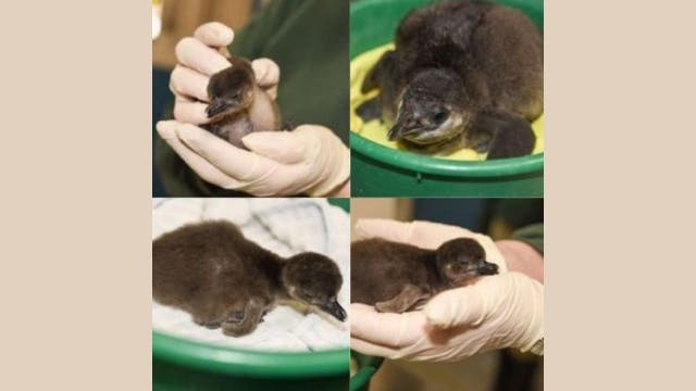 Maryland Zoo introduces rare African penguin chick, first to hatch in 2021