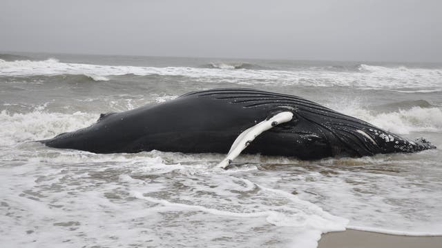 Maryland officials investigating death of humpback whale at Assateague Island