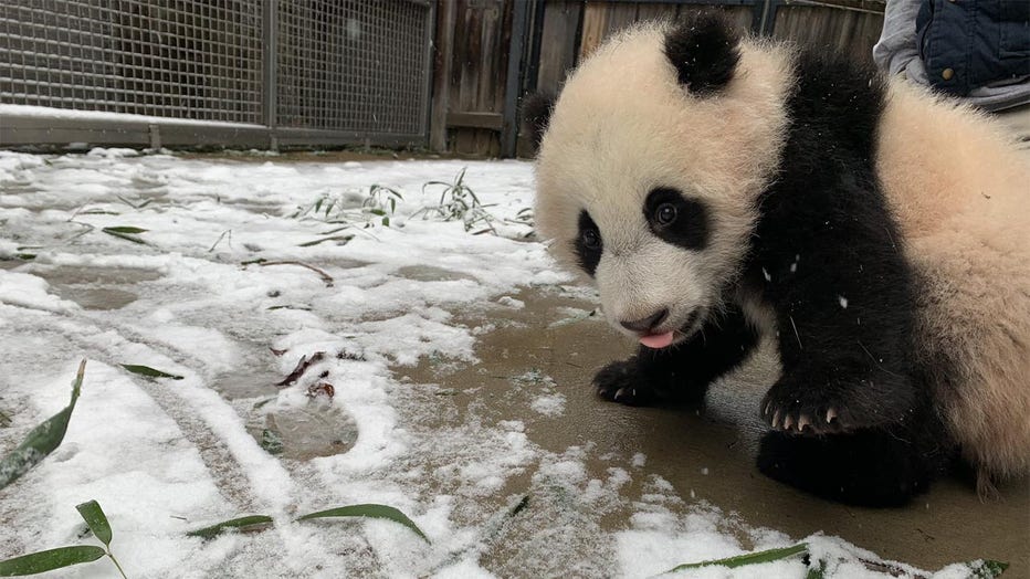 The National Zoo's Panda Cub Has a Name: Xiao Qi Ji - The New York