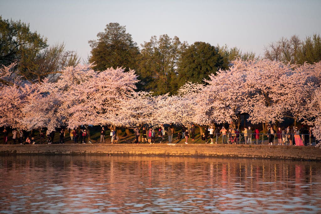 Where to see cherry blossoms with part of Tidal Basin closed for construction