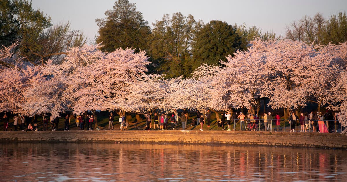 Where to see cherry blossoms with part of Tidal Basin closed for construction