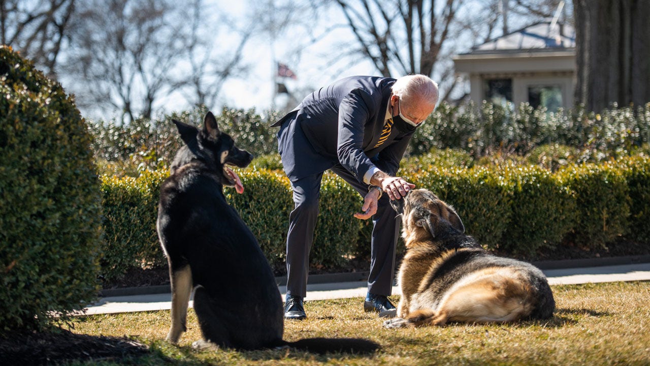 President Biden's German shepherds sent back to Delaware after biting  incident, report says