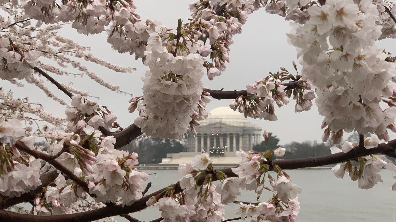Dc Cherry Blossoms Reach Peak Bloom Early After Unseasonably Warm Weather Dc Cherry Blossoms Reach Peak Bloom Early After Unseasonably Warm Weather