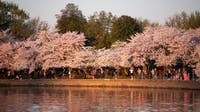 Where to see cherry blossoms with part of Tidal Basin closed for construction