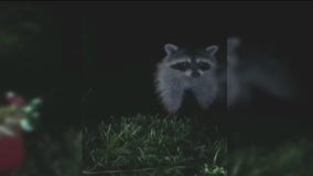 Arlington County warning residents after multiple raccoons test positive for canine distemper