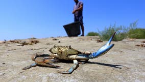 Maryland blue crab invading European shores, prompting fishermen fears