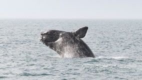 Endangered right whales having a baby boom off East Coast