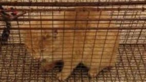 County health officials warning public after rabid cat was found in Frederick