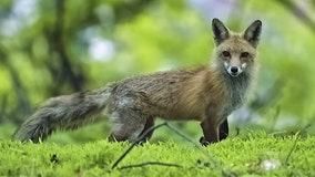 Frederick County fox that attacked person on a trail tested positive for rabies