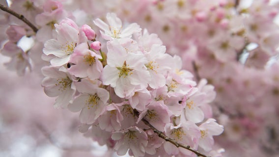 DC Cherry Blossoms: 2024 peak bloom prediction dates revealed