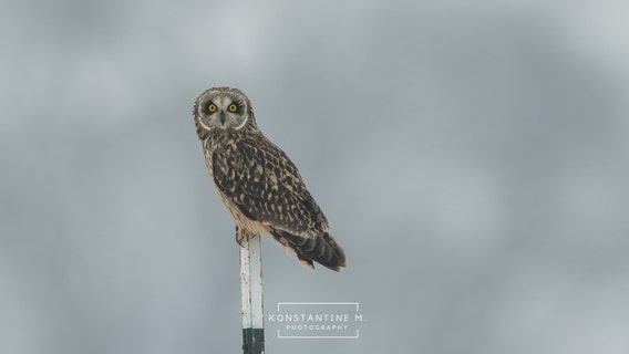 Short-eared owls make farm in Maryland’s Frederick County their temporary winter home