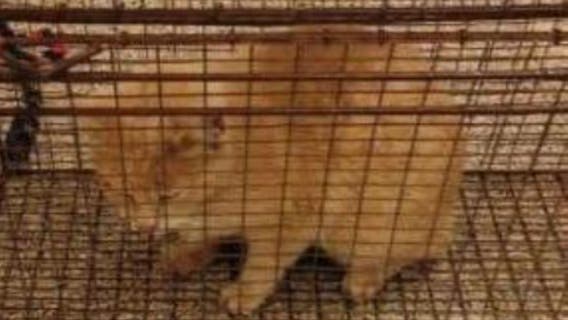 County health officials warning public after rabid cat was found in Frederick