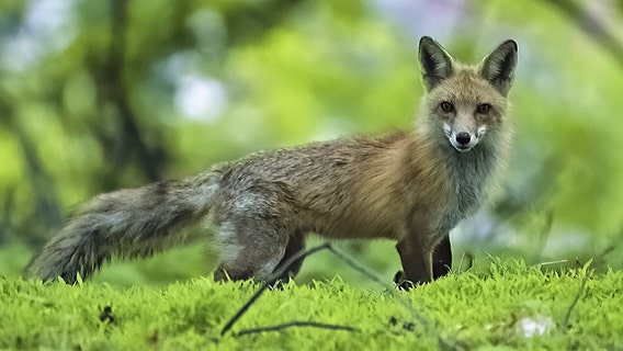 Frederick County fox that attacked person on a trail tested positive for rabies