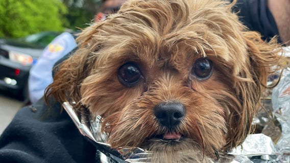 DC firefighters rescue puppy stranded on railroad bridge