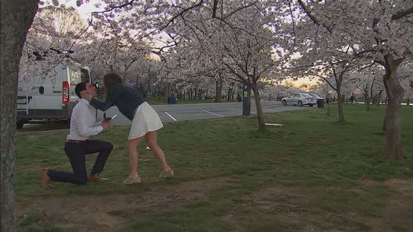 Couple gets engaged at Tidal Basin with cherry blossoms in peak bloom