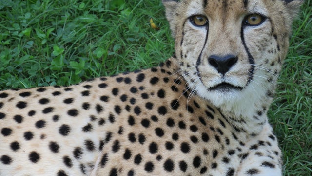 Cheetah dies unexpectedly at National Zoo after brief illness
