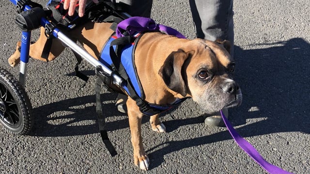 Looking for a dog? Dougie Fresh is in need of a fur-ever home