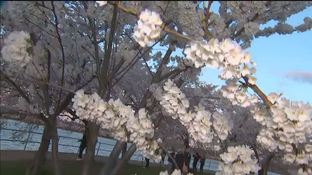 Wind, rain and cold threaten DC’s cherry blossoms
