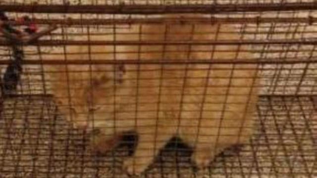 County health officials warning public after rabid cat was found in Frederick