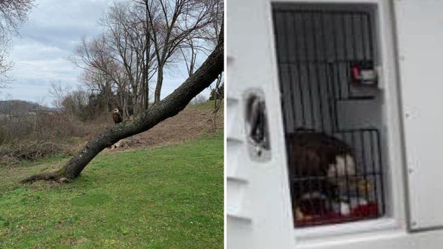 Stafford County sheriff’s deputy rescues eagle