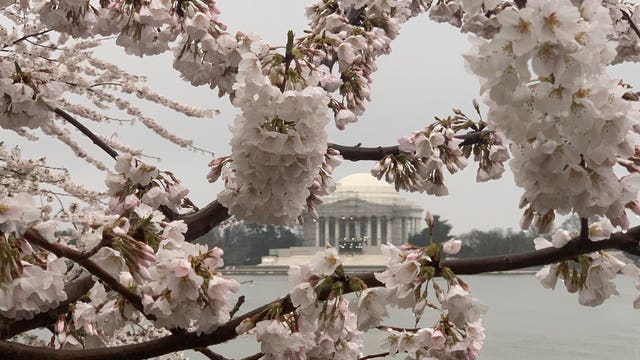 DC cherry blossoms reach peak bloom early after unseasonably warm weather