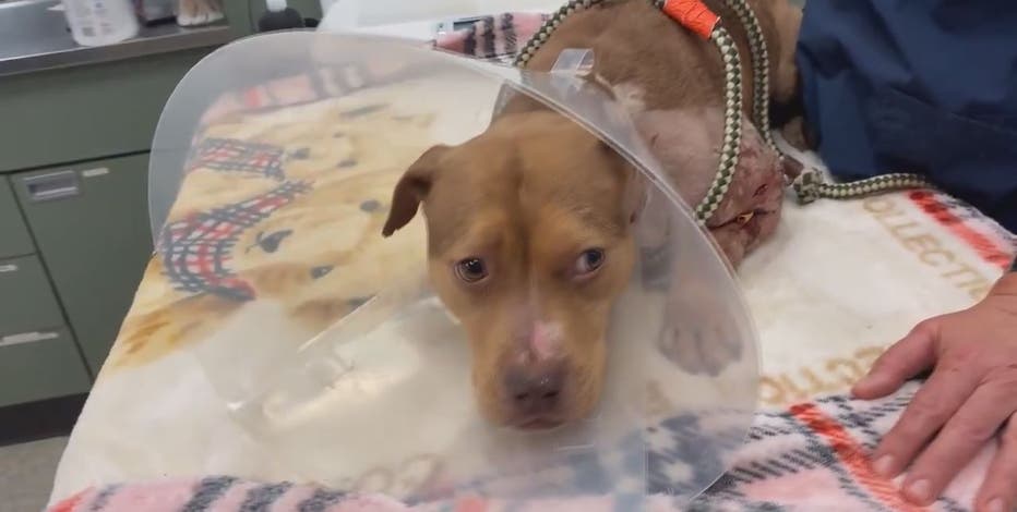 $5K reward after severely injured dog found abandoned in DC; organized dogfighting suspected | FOX 5 DC