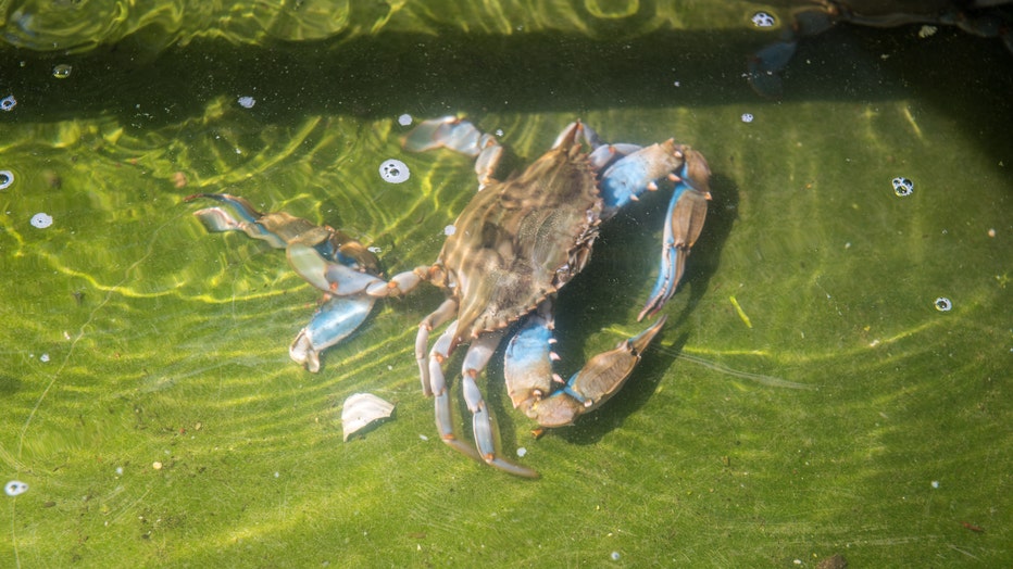 Maryland Blue Crab Invading European Shores, Prompting Fishermen Fears ...