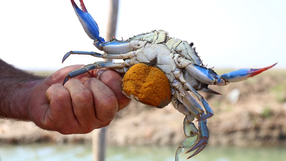 blue crab maryland