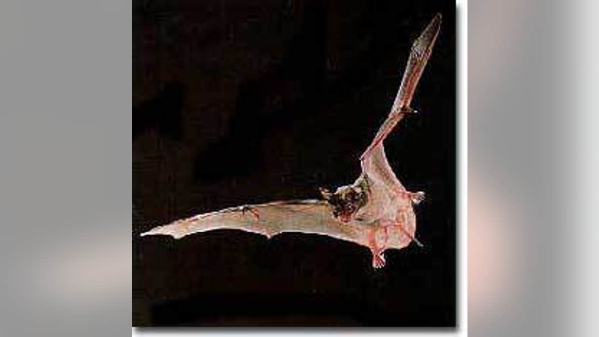 Rabies-positive bat found in Anne Arundel County; health officials issue alert