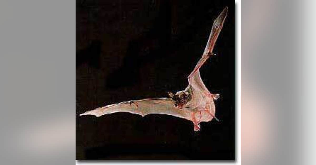 Rabies-positive bat found in Anne Arundel County; health officials issue alert