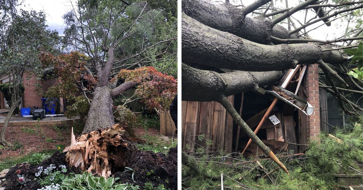 Severe winds downing trees, creating havoc in the DC area | FOX 5 DC