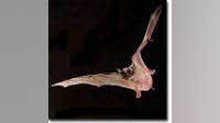 Rabies-positive bat found in Anne Arundel County; health officials issue alert
