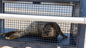 Seal returns to natural habitat after stay at National Aquarium