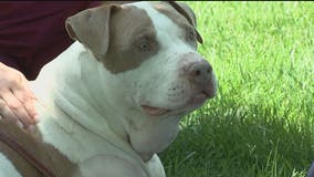 Manassas Park community rallies after pit bull survives being shot and left for dead