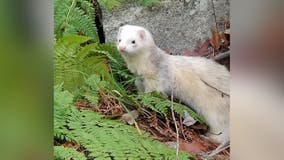 Ferret from Massachusetts spotted in Laurel, officials say