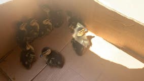 Officers respond to 'crosswalk violation,' help baby ducks cross the street