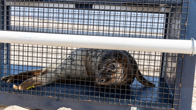 Seal returns to natural habitat after stay at National Aquarium