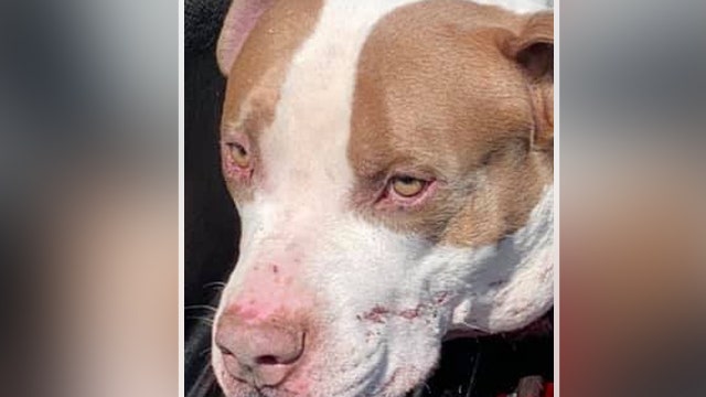 Manassas Park police ask public for help after dog found shot