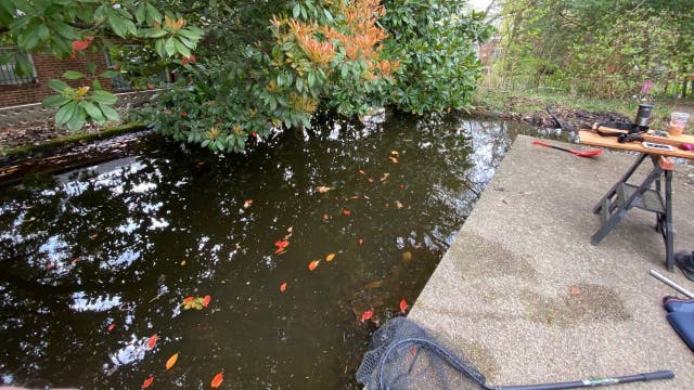 DC man discovers nearly 150 goldfish in abandoned pond