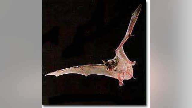 Rabies-positive bat found in Anne Arundel County; health officials issue alert