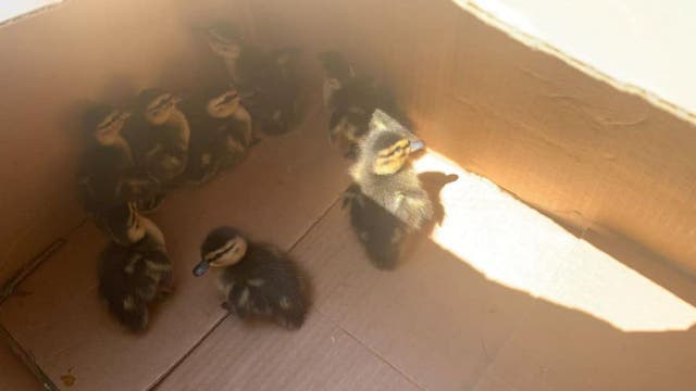 Officers respond to 'crosswalk violation,' help baby ducks cross the street