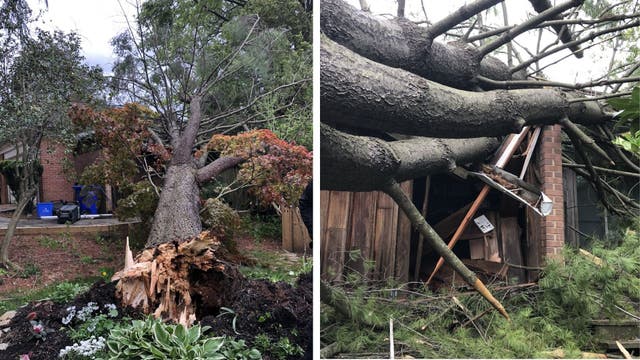 Severe winds downing trees, creating havoc in the DC area