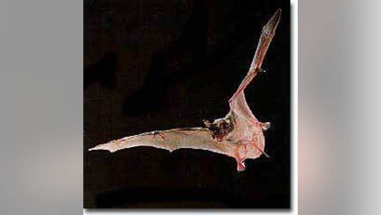 bat.jpg
