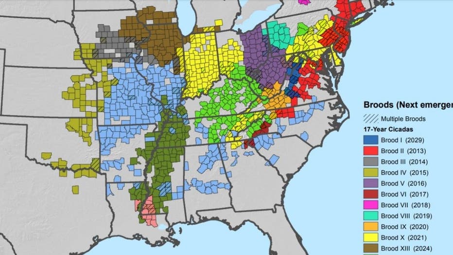 Cicadas Map 2021: Brood X Emerges In DC, Maryland And Virginia | FOX 5 DC